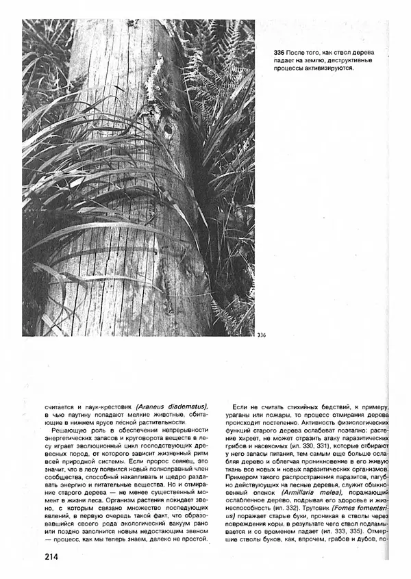 Ян Еник - Иллюстрированная энциклопедия лесов - Страница № 246