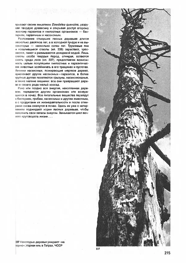 Ян Еник - Иллюстрированная энциклопедия лесов - Страница № 247