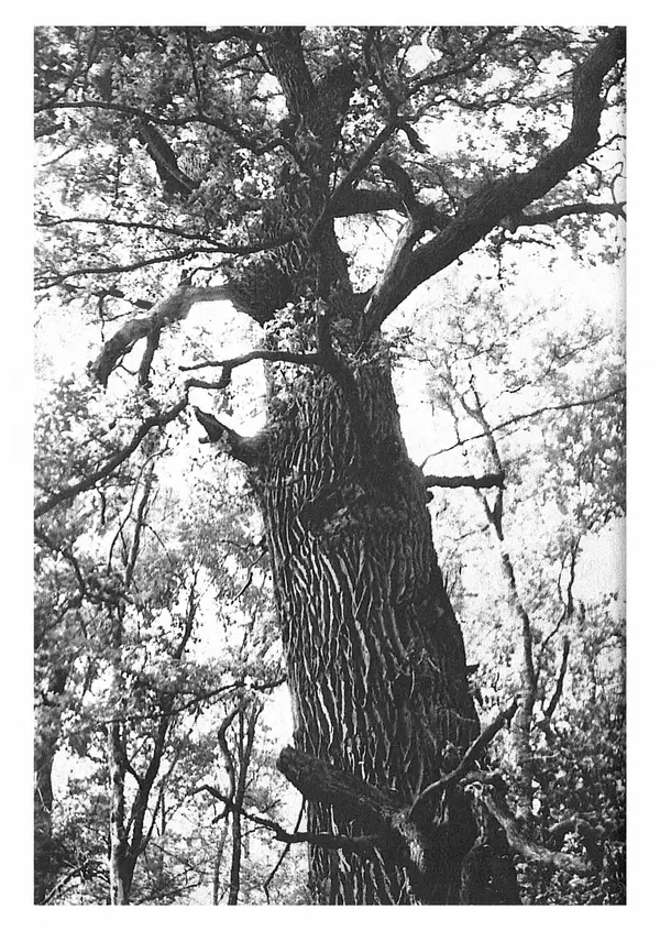 Ян Еник - Иллюстрированная энциклопедия лесов - Страница № 248