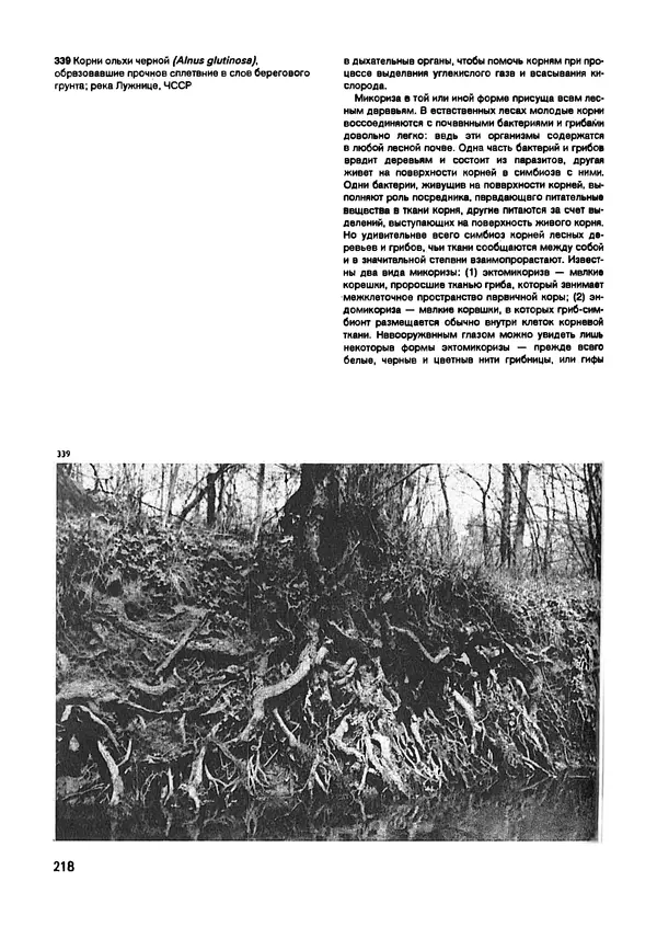 Ян Еник - Иллюстрированная энциклопедия лесов - Страница № 250