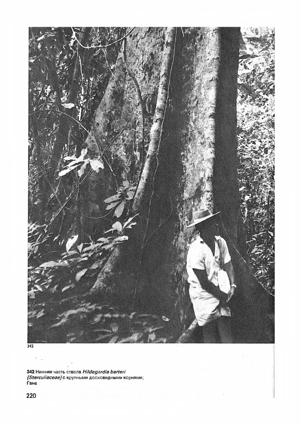 Ян Еник - Иллюстрированная энциклопедия лесов - Страница № 252