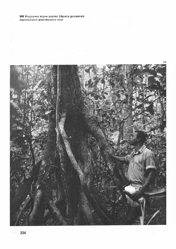 Ян Еник - Иллюстрированная энциклопедия лесов - Страница № 256