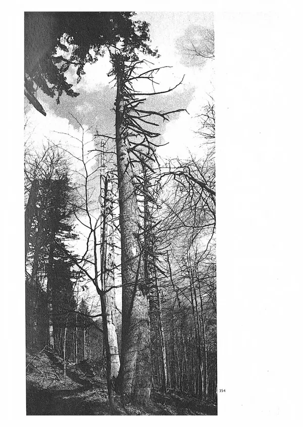 Ян Еник - Иллюстрированная энциклопедия лесов - Страница № 260