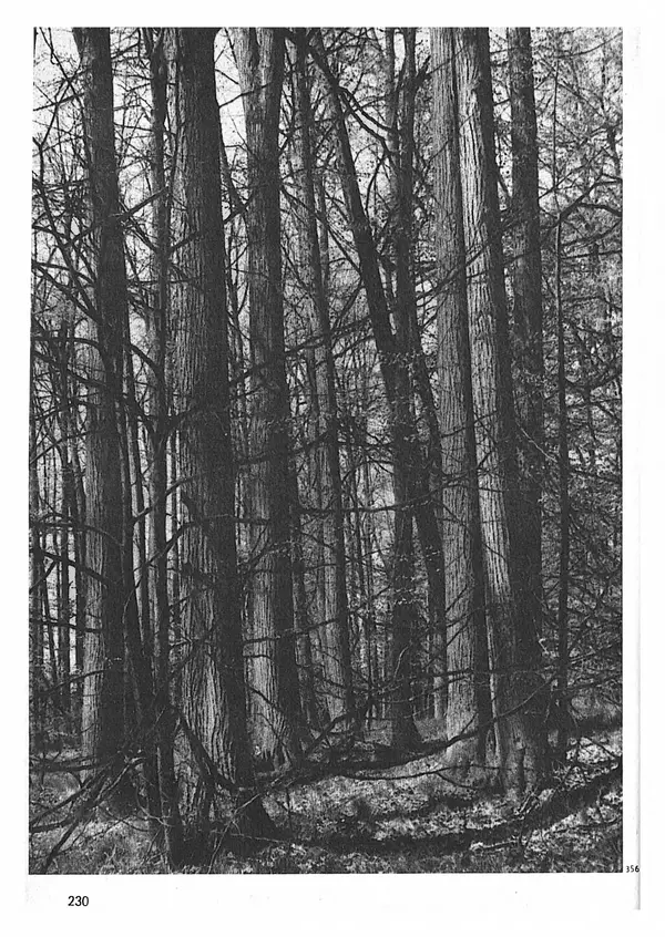 Ян Еник - Иллюстрированная энциклопедия лесов - Страница № 262