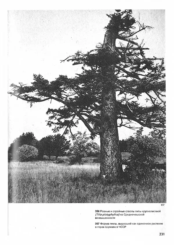 Ян Еник - Иллюстрированная энциклопедия лесов - Страница № 263