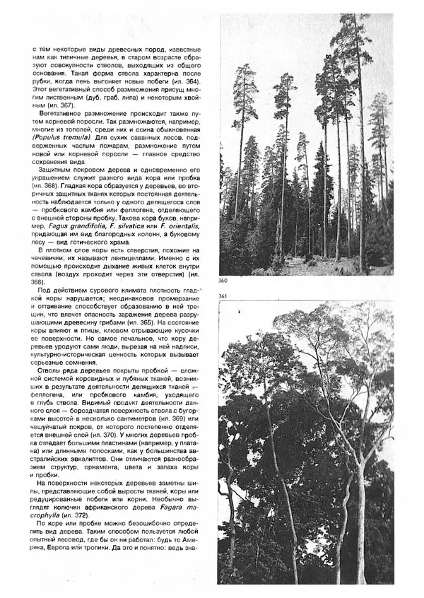 Ян Еник - Иллюстрированная энциклопедия лесов - Страница № 267