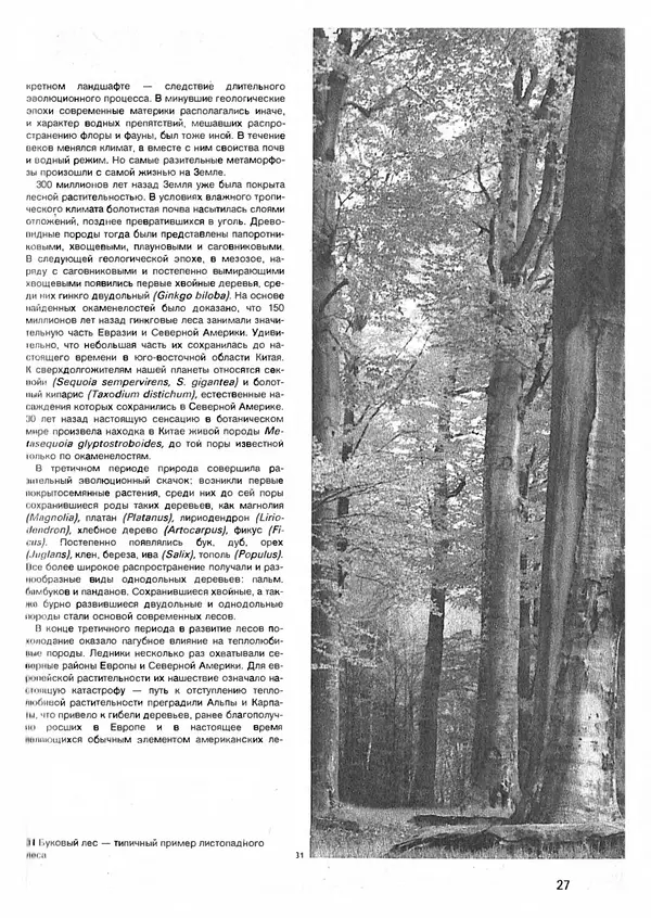Ян Еник - Иллюстрированная энциклопедия лесов - Страница № 27