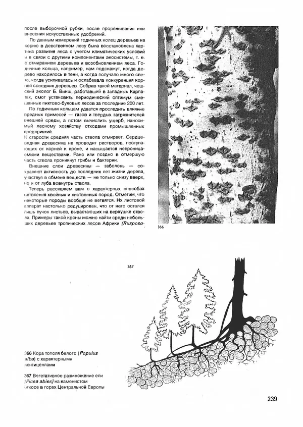 Ян Еник - Иллюстрированная энциклопедия лесов - Страница № 271