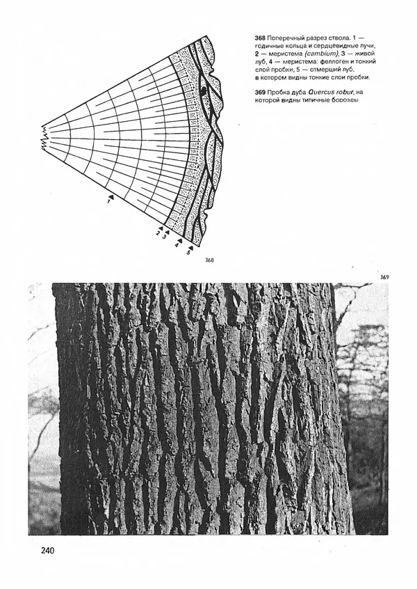 Ян Еник - Иллюстрированная энциклопедия лесов - Страница № 272