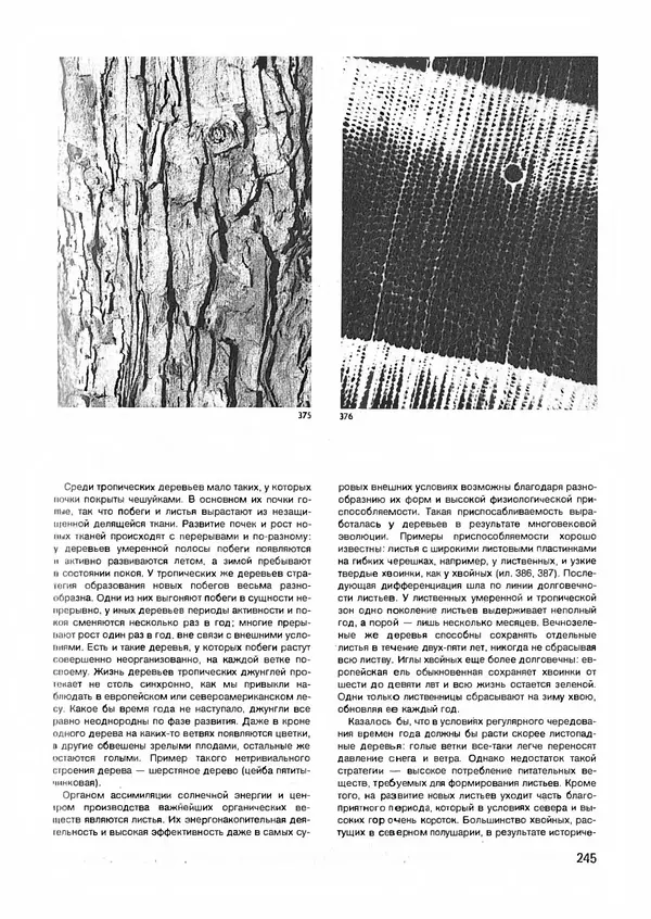 Ян Еник - Иллюстрированная энциклопедия лесов - Страница № 277