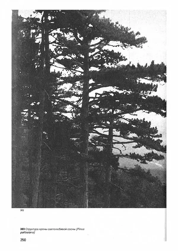 Ян Еник - Иллюстрированная энциклопедия лесов - Страница № 282