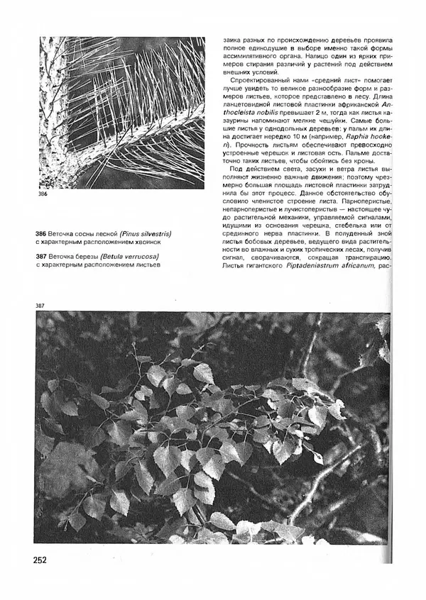 Ян Еник - Иллюстрированная энциклопедия лесов - Страница № 284