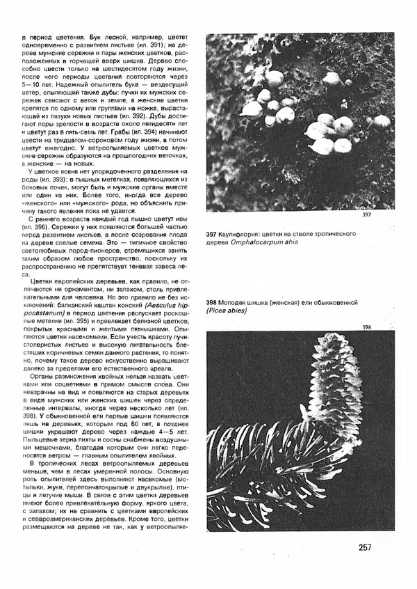 Ян Еник - Иллюстрированная энциклопедия лесов - Страница № 289