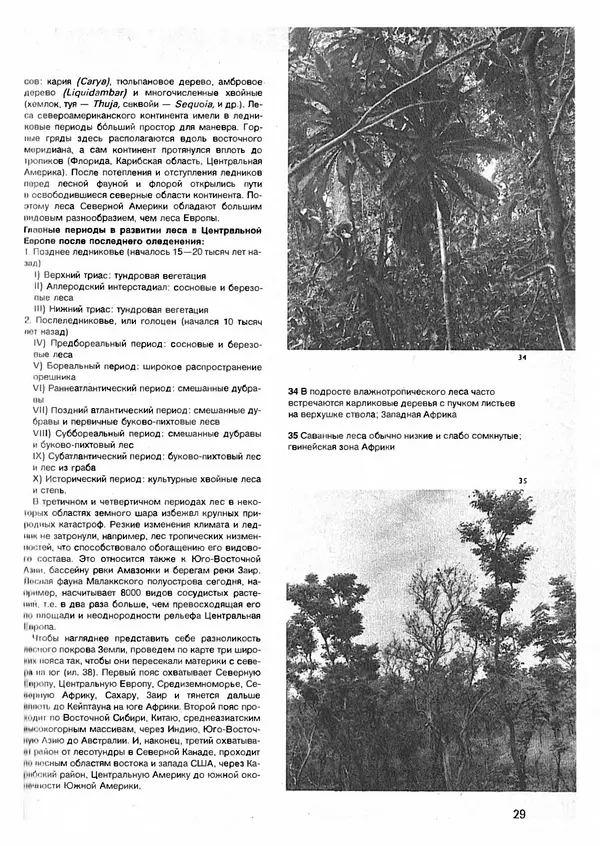 Ян Еник - Иллюстрированная энциклопедия лесов - Страница № 29