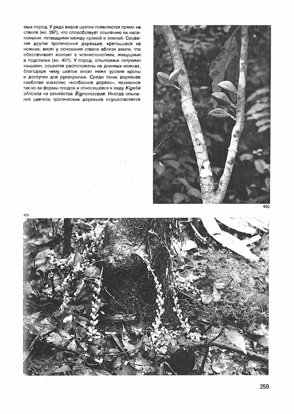 Ян Еник - Иллюстрированная энциклопедия лесов - Страница № 291