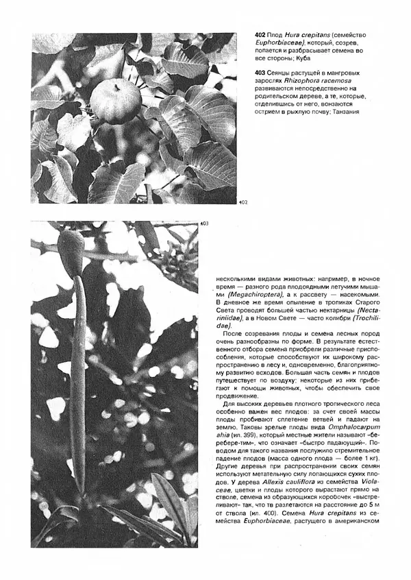 Ян Еник - Иллюстрированная энциклопедия лесов - Страница № 292