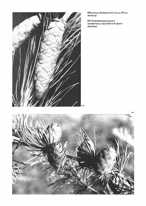 Ян Еник - Иллюстрированная энциклопедия лесов - Страница № 296