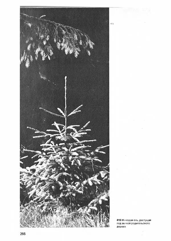 Ян Еник - Иллюстрированная энциклопедия лесов - Страница № 298