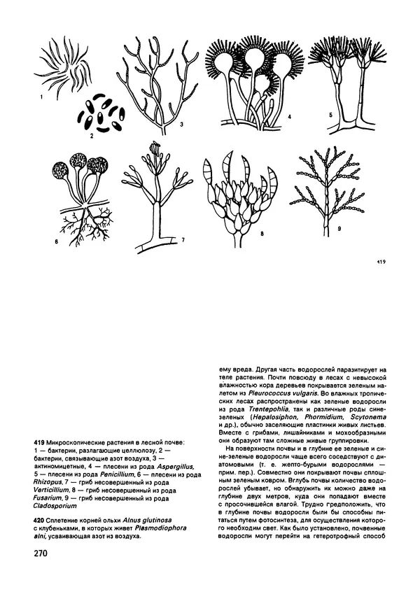 Ян Еник - Иллюстрированная энциклопедия лесов - Страница № 302