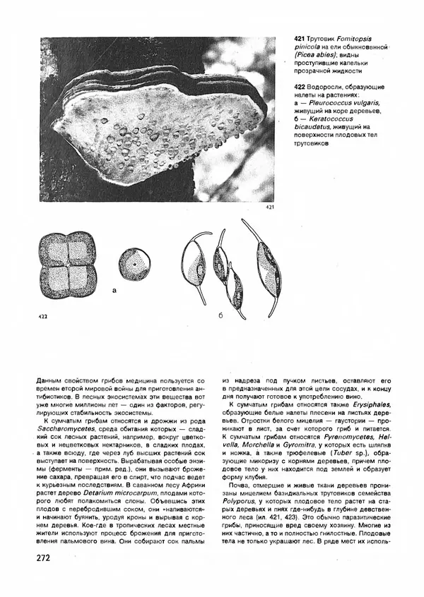 Ян Еник - Иллюстрированная энциклопедия лесов - Страница № 304