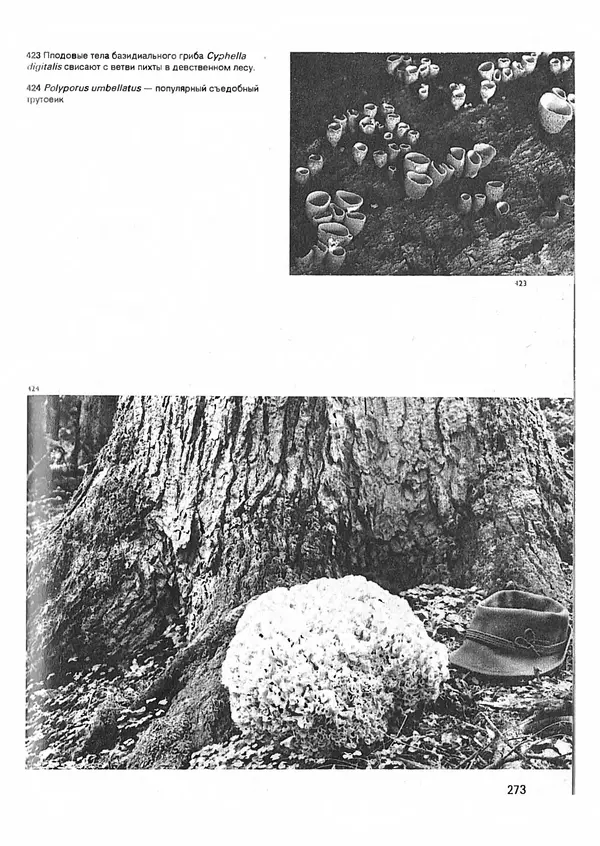Ян Еник - Иллюстрированная энциклопедия лесов - Страница № 305