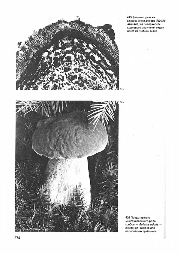 Ян Еник - Иллюстрированная энциклопедия лесов - Страница № 306