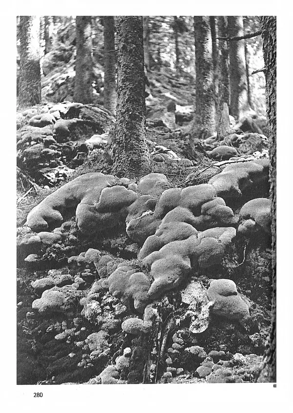 Ян Еник - Иллюстрированная энциклопедия лесов - Страница № 312