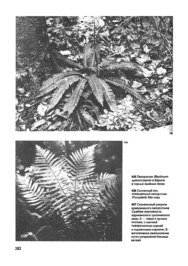 Ян Еник - Иллюстрированная энциклопедия лесов - Страница № 314