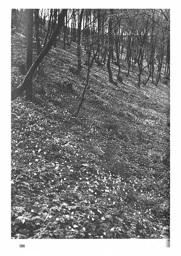 Ян Еник - Иллюстрированная энциклопедия лесов - Страница № 318