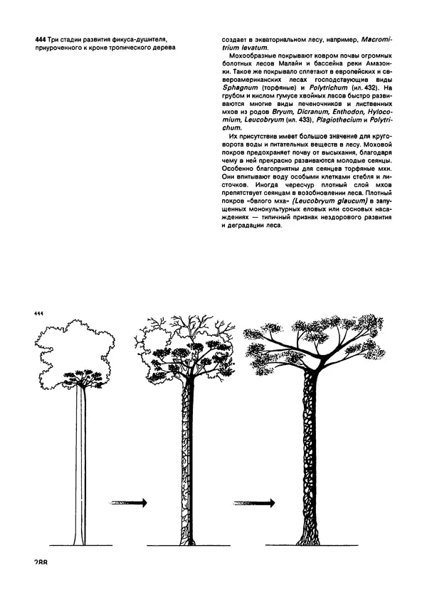Ян Еник - Иллюстрированная энциклопедия лесов - Страница № 320