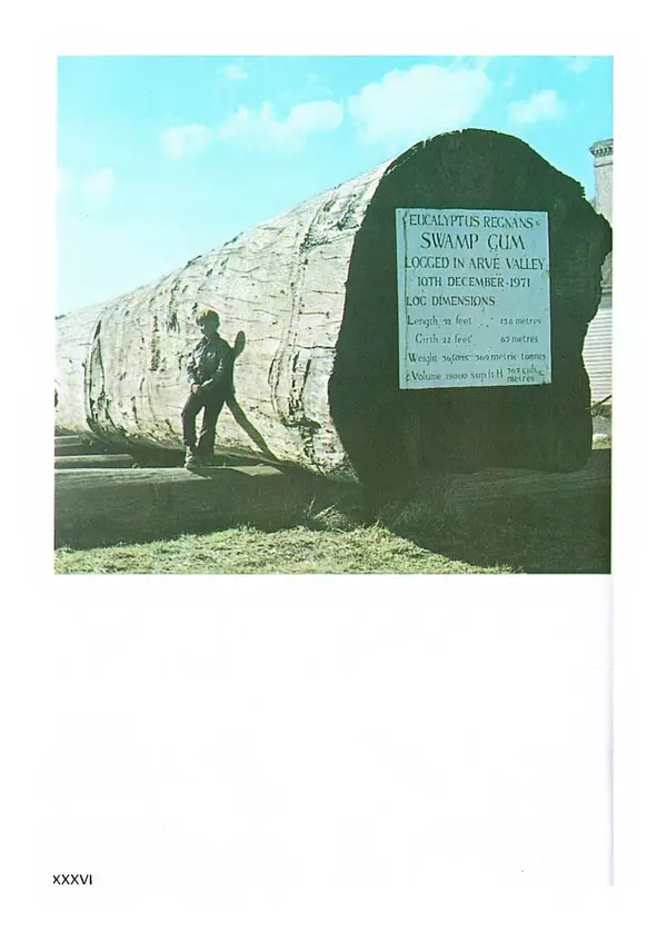 Ян Еник - Иллюстрированная энциклопедия лесов - Страница № 324