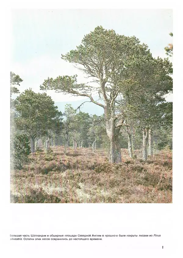 Ян Еник - Иллюстрированная энциклопедия лесов - Страница № 33