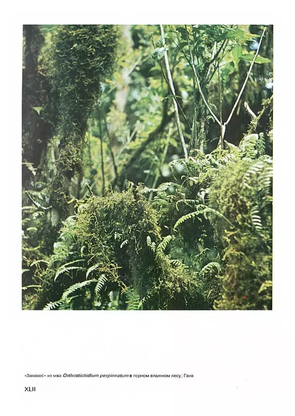 Ян Еник - Иллюстрированная энциклопедия лесов - Страница № 330