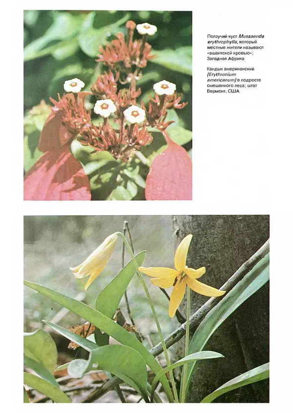 Ян Еник - Иллюстрированная энциклопедия лесов - Страница № 332