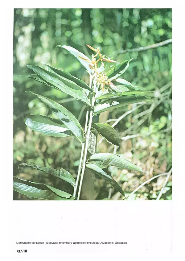 Ян Еник - Иллюстрированная энциклопедия лесов - Страница № 336