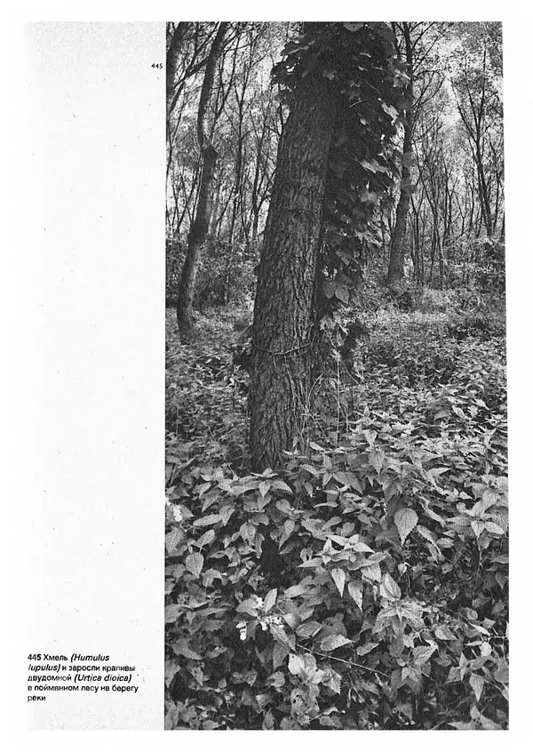 Ян Еник - Иллюстрированная энциклопедия лесов - Страница № 337