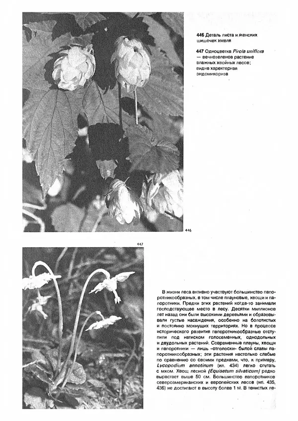 Ян Еник - Иллюстрированная энциклопедия лесов - Страница № 338