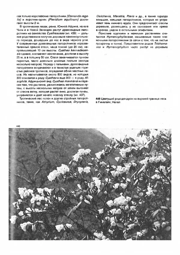 Ян Еник - Иллюстрированная энциклопедия лесов - Страница № 339
