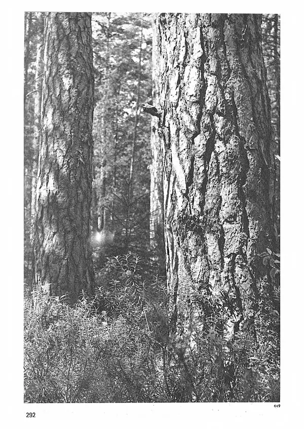 Ян Еник - Иллюстрированная энциклопедия лесов - Страница № 340