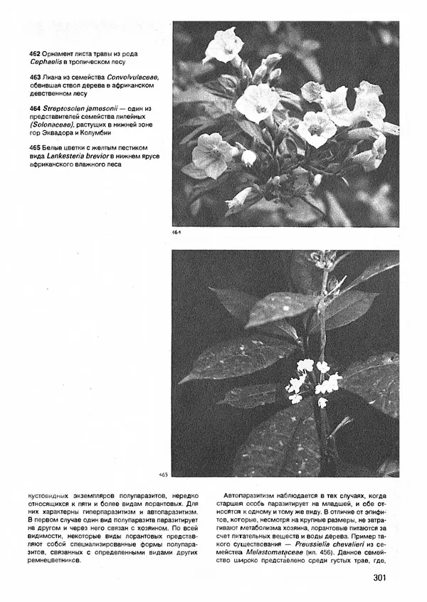 Ян Еник - Иллюстрированная энциклопедия лесов - Страница № 349