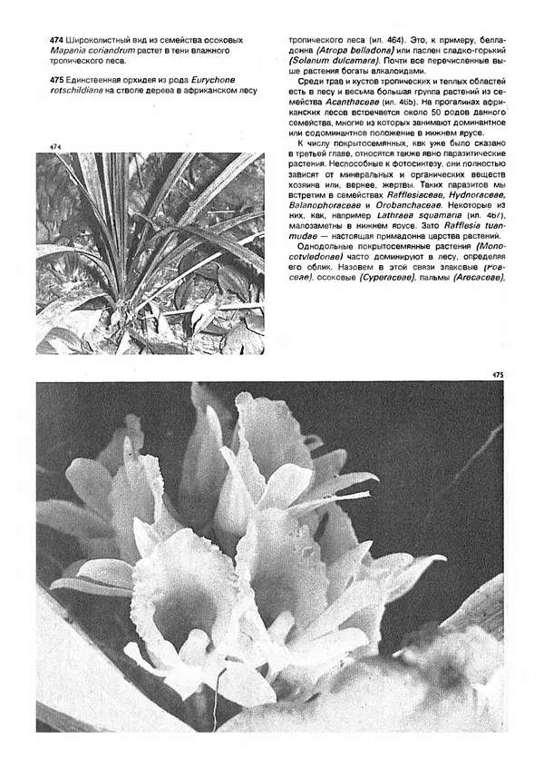 Ян Еник - Иллюстрированная энциклопедия лесов - Страница № 354