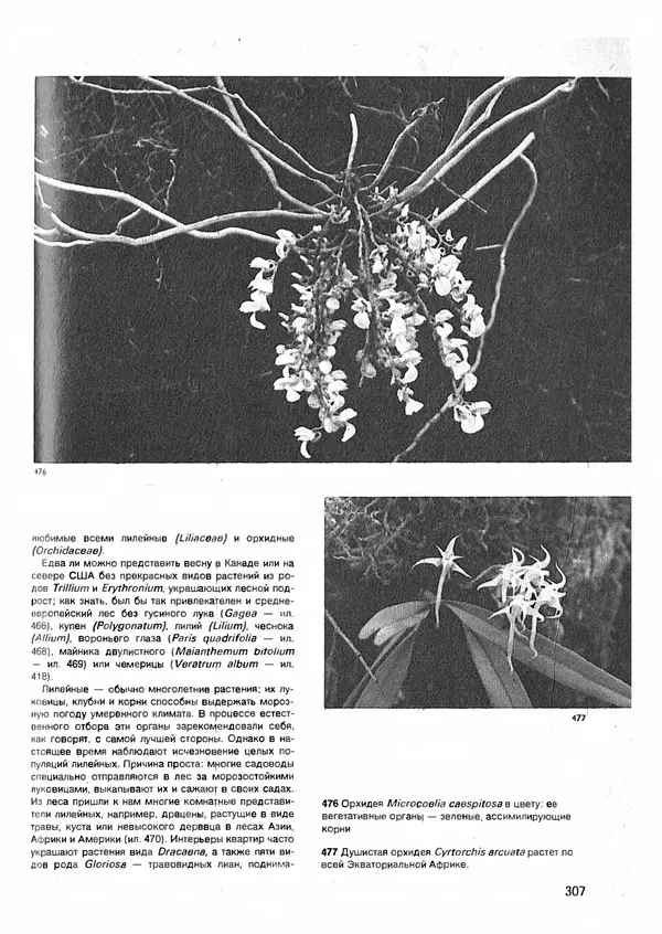 Ян Еник - Иллюстрированная энциклопедия лесов - Страница № 355