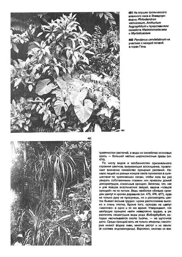 Ян Еник - Иллюстрированная энциклопедия лесов - Страница № 358