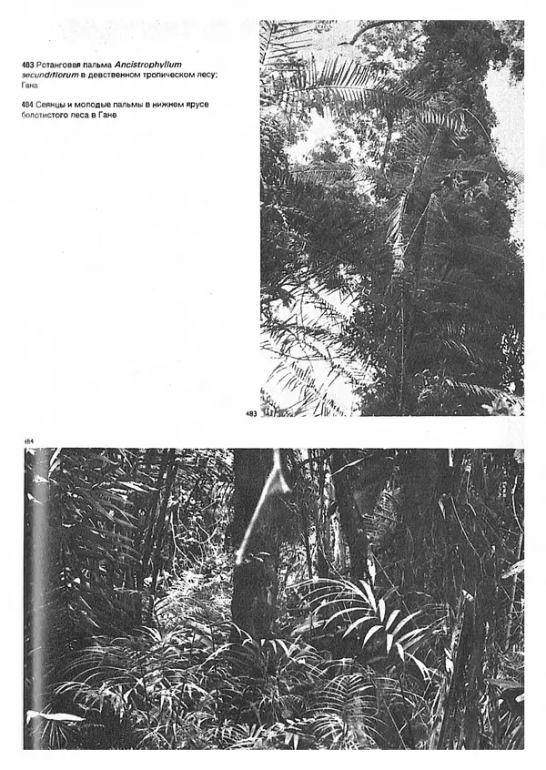 Ян Еник - Иллюстрированная энциклопедия лесов - Страница № 359