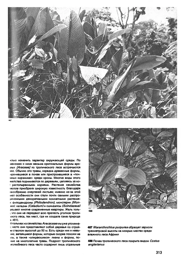 Ян Еник - Иллюстрированная энциклопедия лесов - Страница № 361