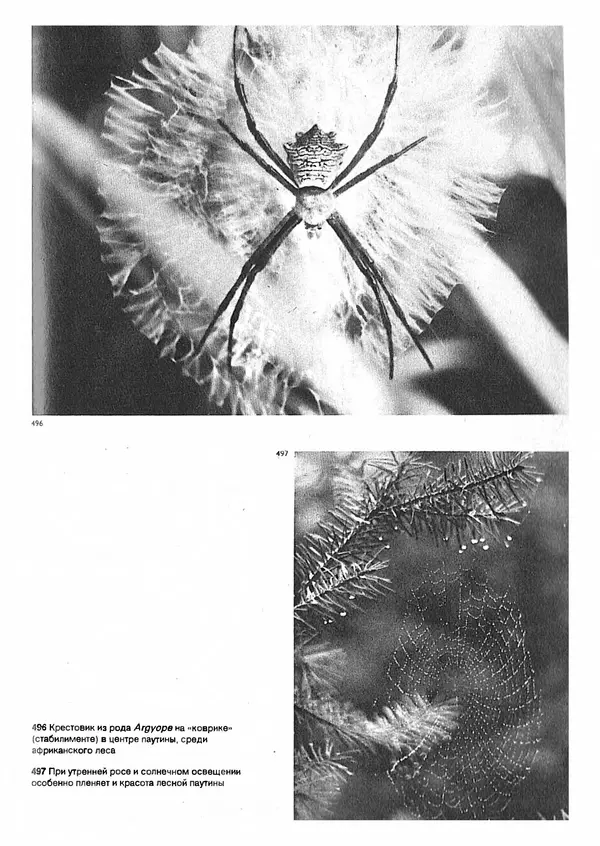 Ян Еник - Иллюстрированная энциклопедия лесов - Страница № 369