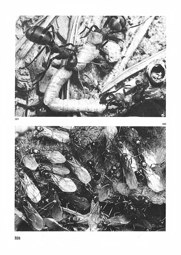 Ян Еник - Иллюстрированная энциклопедия лесов - Страница № 376