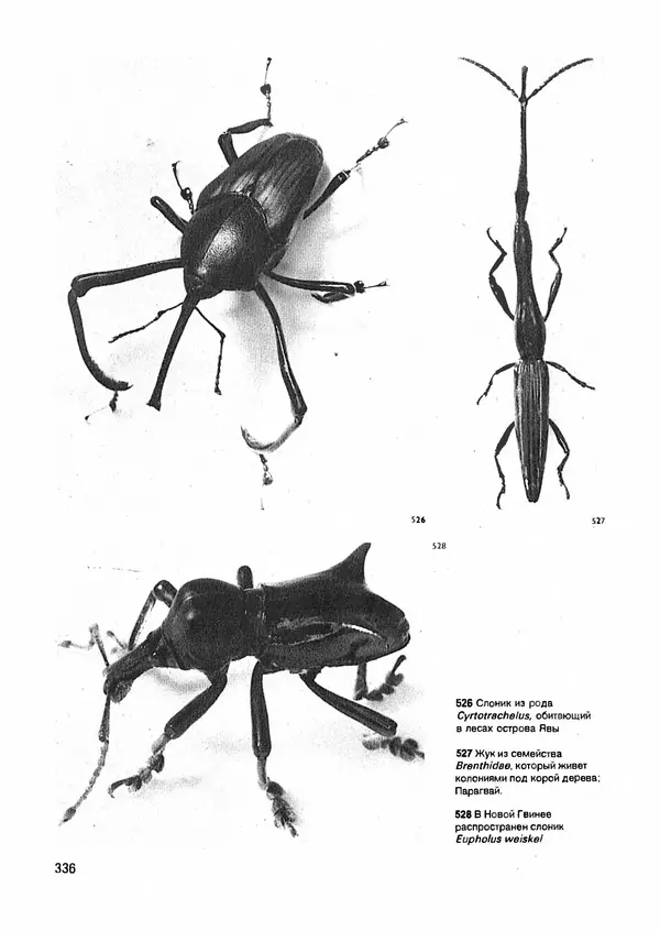Ян Еник - Иллюстрированная энциклопедия лесов - Страница № 384