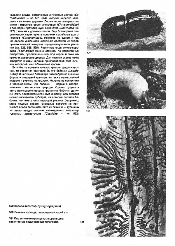 Ян Еник - Иллюстрированная энциклопедия лесов - Страница № 385