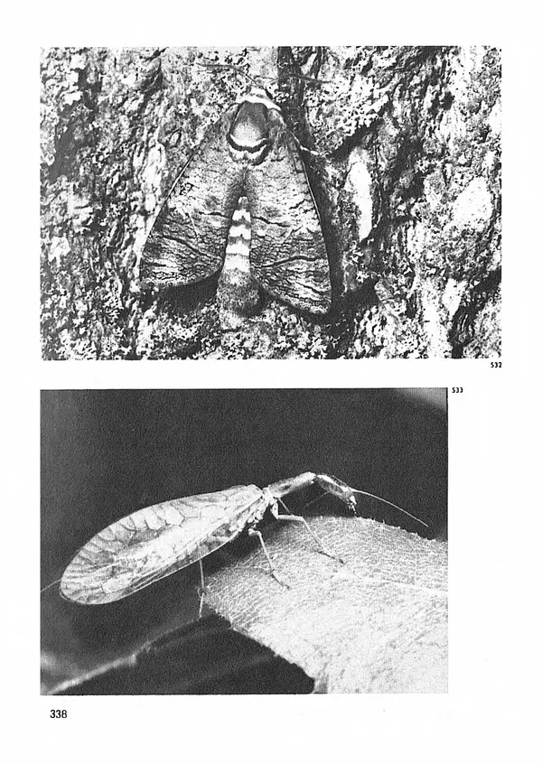 Ян Еник - Иллюстрированная энциклопедия лесов - Страница № 386